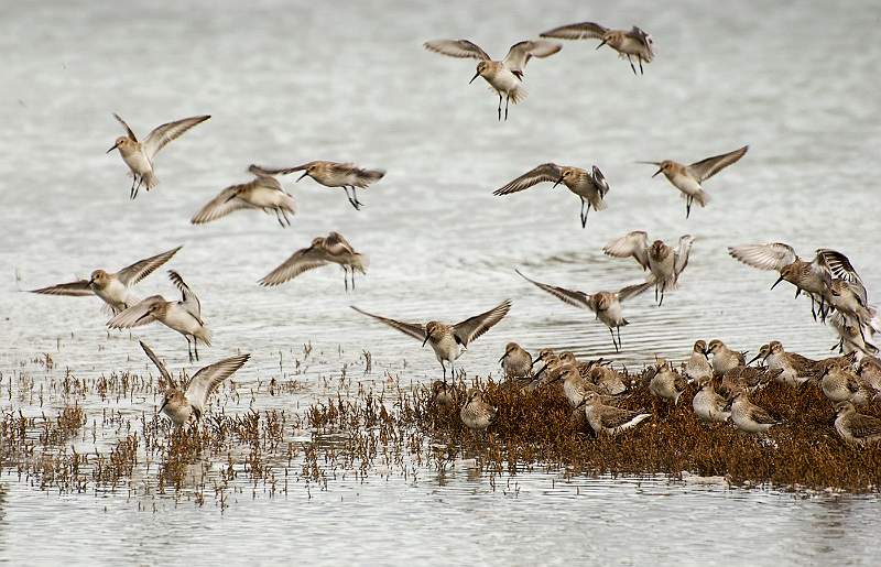 Trevor Brundle - Dunlin Landing.jpg
